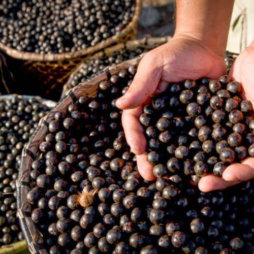 açaí é uma das frutas brasileiras mais famosas no mundo